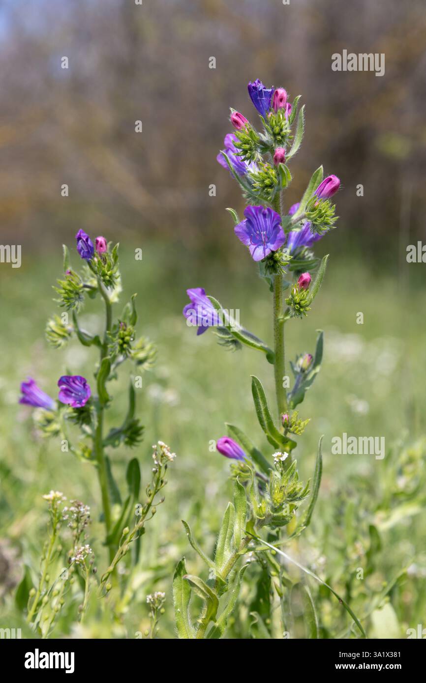Sunny day on the pink and blue wildflowers meadow. Blur beautiful natural background for wallpaper. Wild plants in nature. Stock Photo