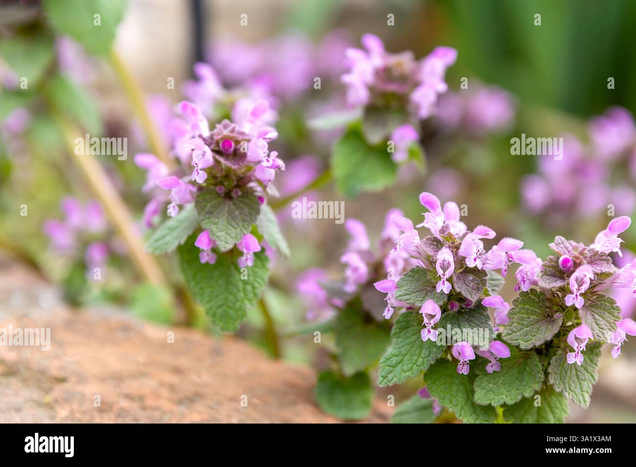 Sunny day on the pink and blue wildflowers meadow. Blur beautiful natural background for wallpaper. Wild plants in nature. Stock Photo