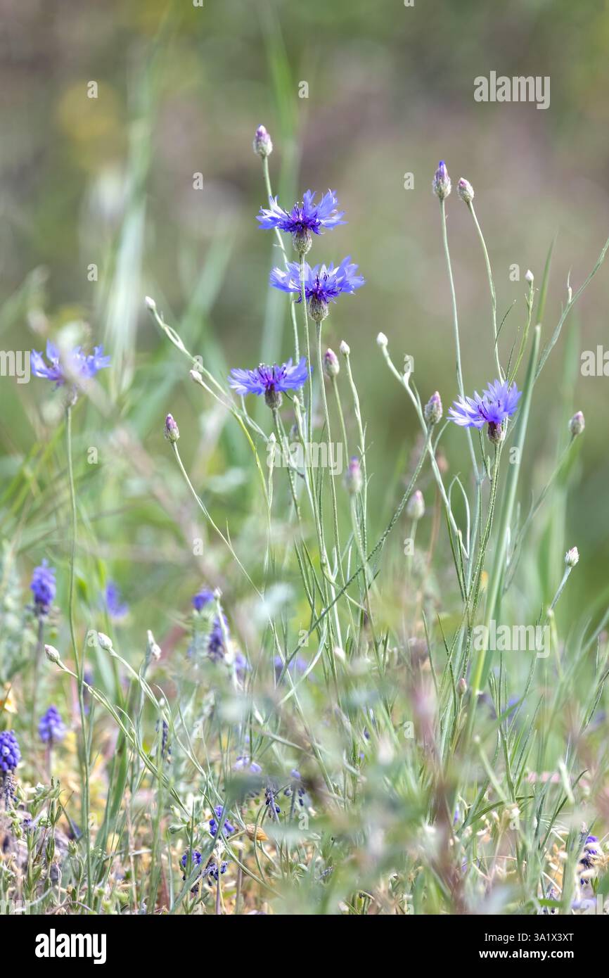 Blue wildflower of Centaurea cyanus or cornflower or bachelors button, green blurry sunny background for wallpaper, insects and bees attractive in the Stock Photo