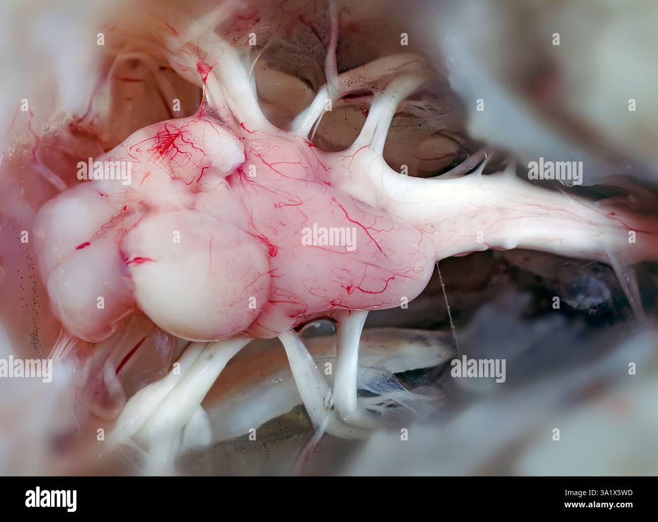 The exposed fish brain from Haddock (Melanogrammus aeglefinus) with Cerebrum, Cerebellum, Optic lobes, various nerves and other structures visible. Stock Photo