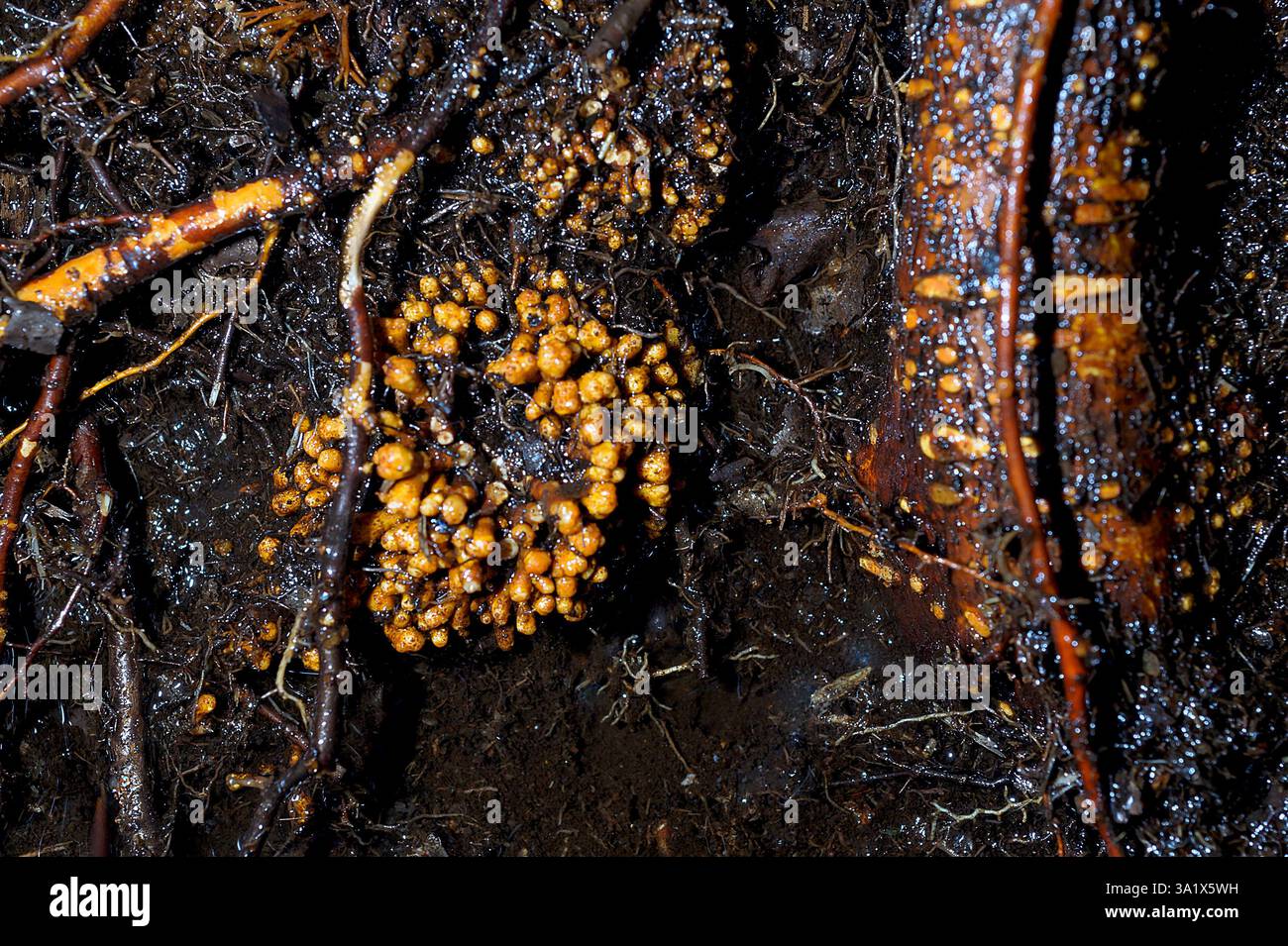 Nodules caused by the bacteria Frankia alni on roots of common alder ...