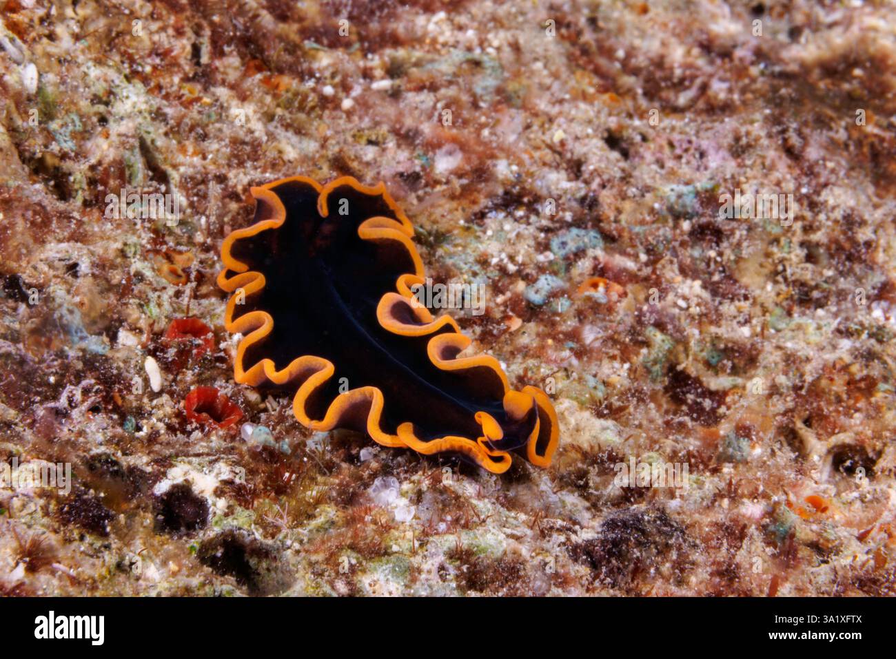 This splendid flatworm, Pseudobiceros splendidus, was photographed at night and is only two inches long as an adult, Guam, Micronesia, Mariana Islands Stock Photo