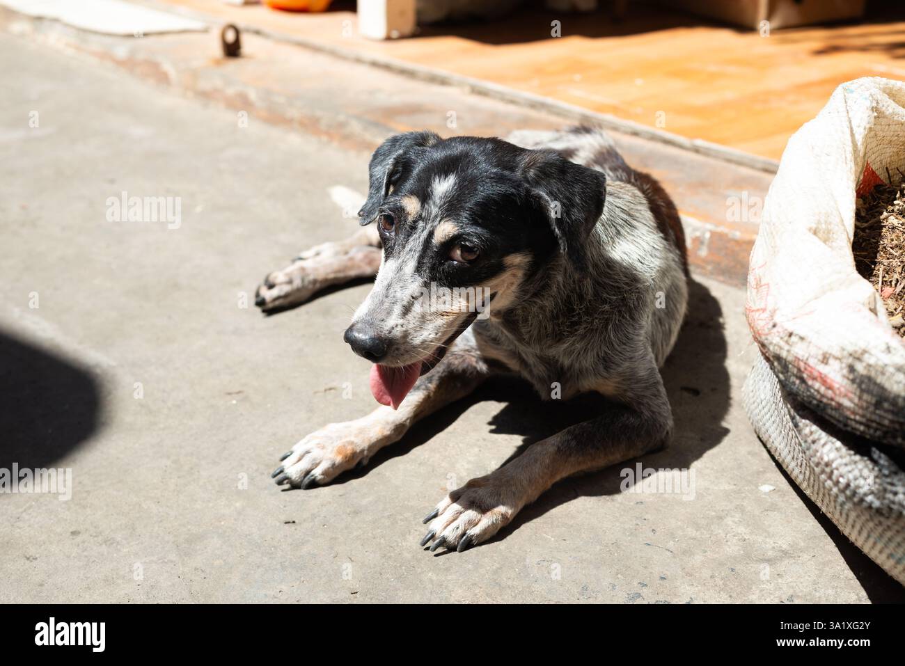 A black and white dog lying on the warm ground. Street animal Stock ...