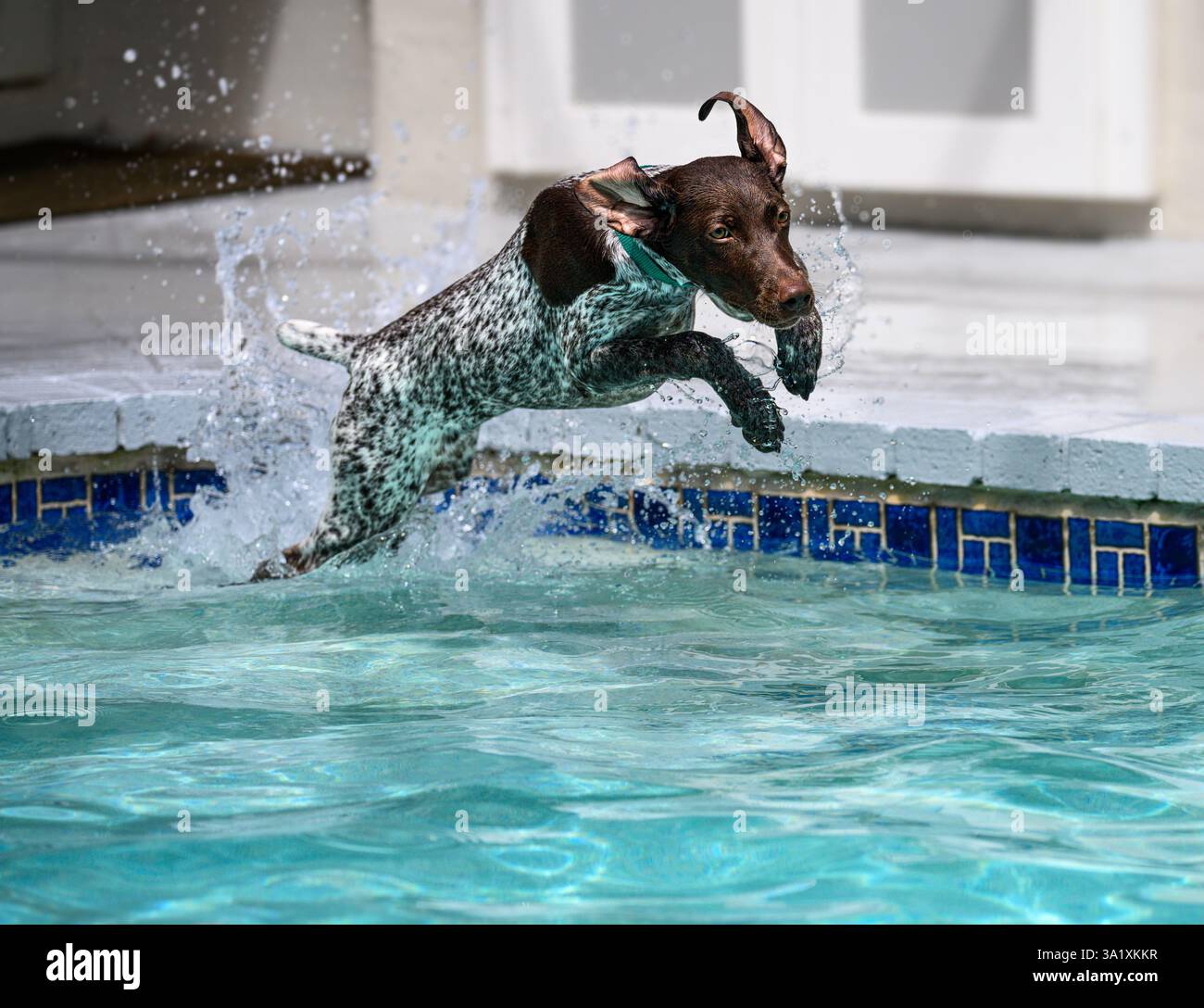 Springing into action Stock Photo