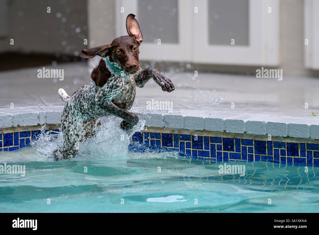 I'm all ears Stock Photo