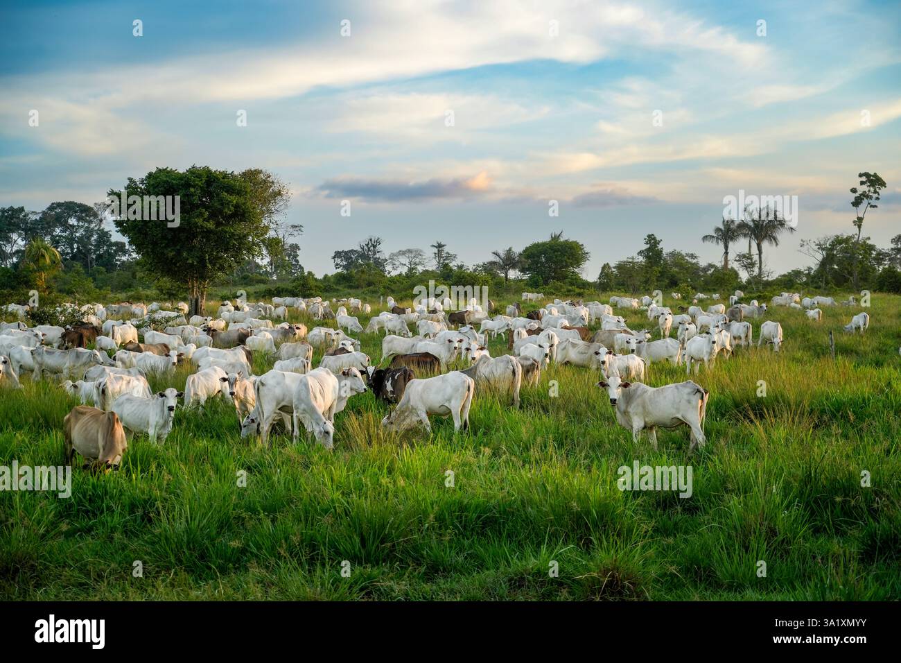 Cattle grazing on a farm in a deforested area of the Amazon rainforest ...