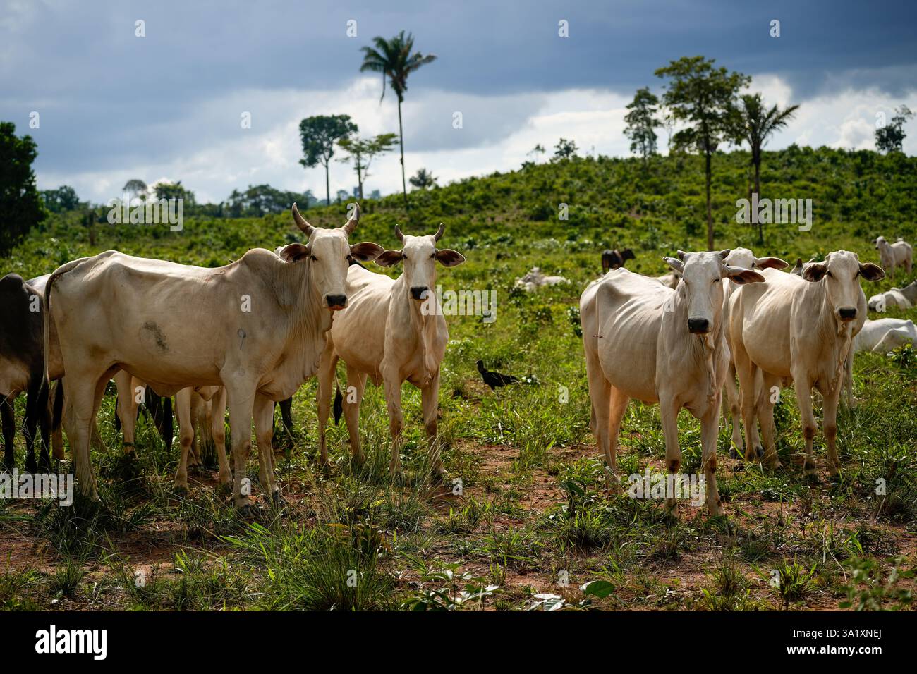 Amazon deforestation indigenous brazil hi-res stock photography and ...