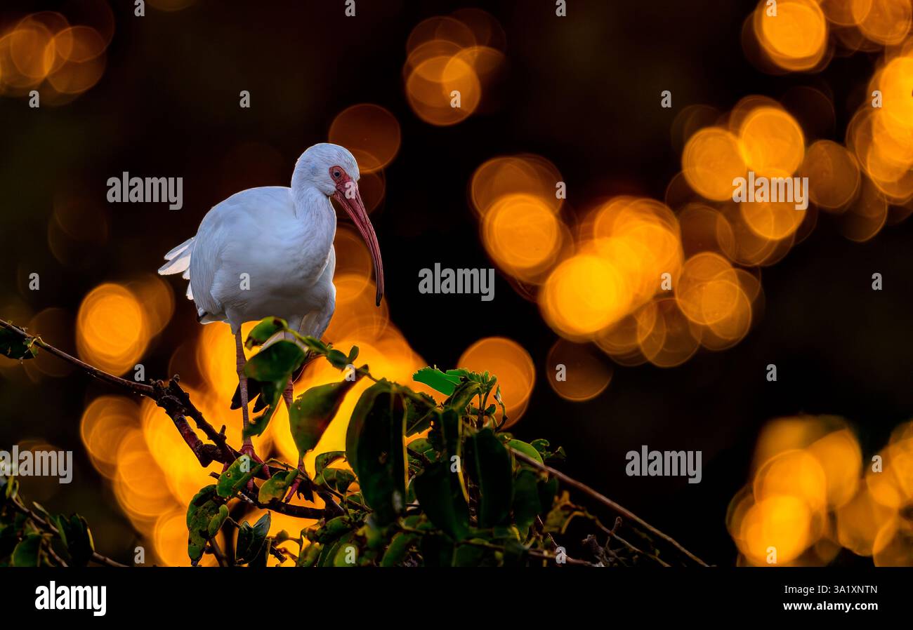 American White Ibis at Sunset in the Wakodahatchee Wetlands Stock Photo