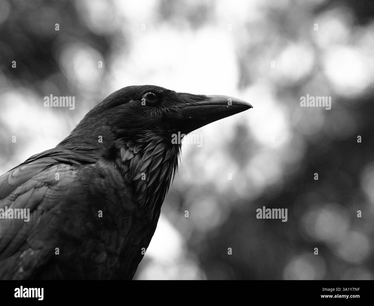 A black and white portrait of a magnificent majestic Australian Raven in dazzling beauty. Stock Photo