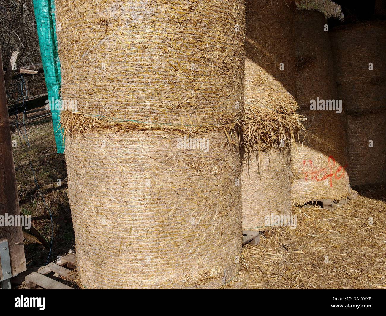 storage of straw in agriculture, working in farming and on the field ...
