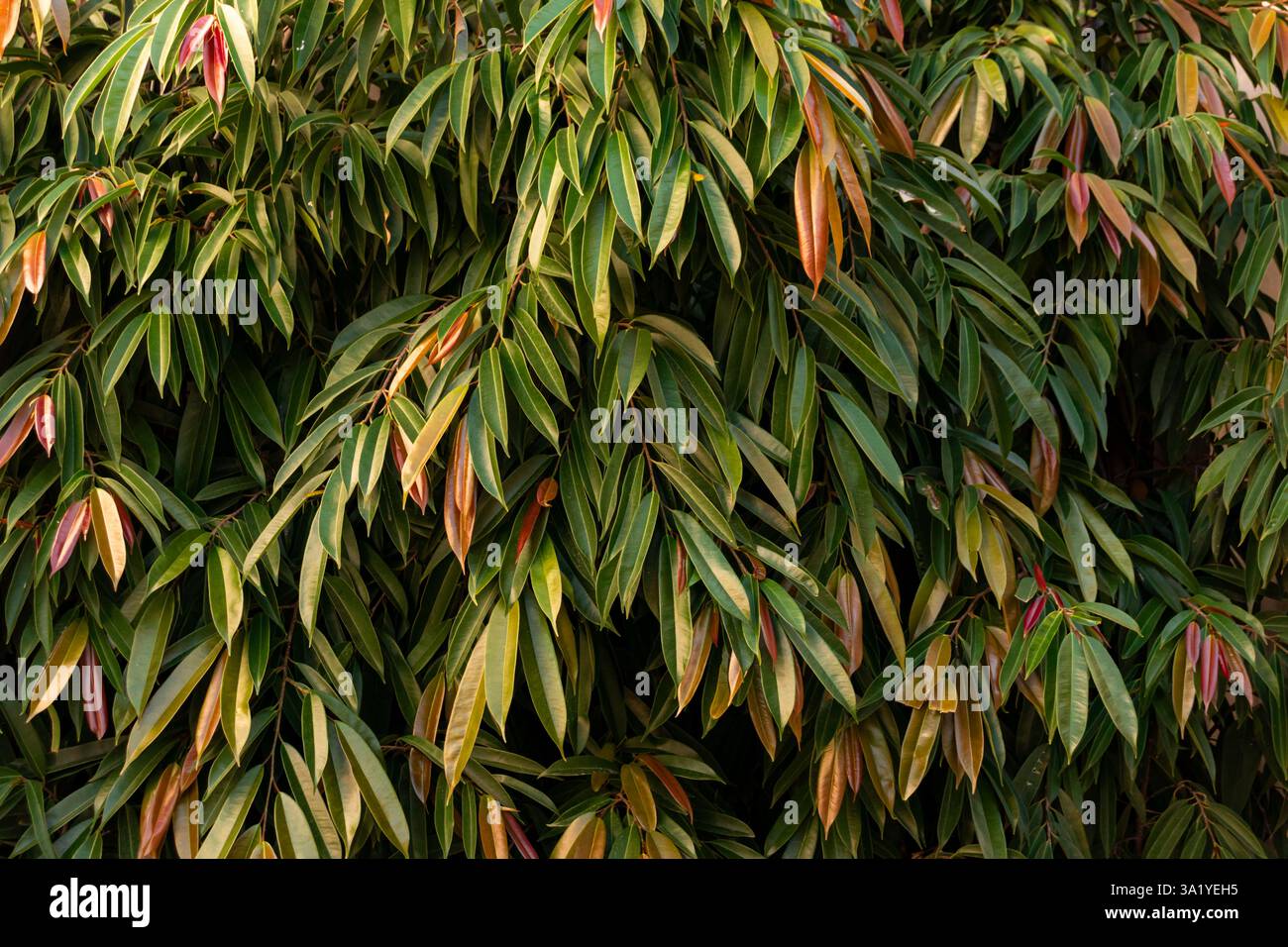 Bushy texture hi-res stock photography and images - Alamy