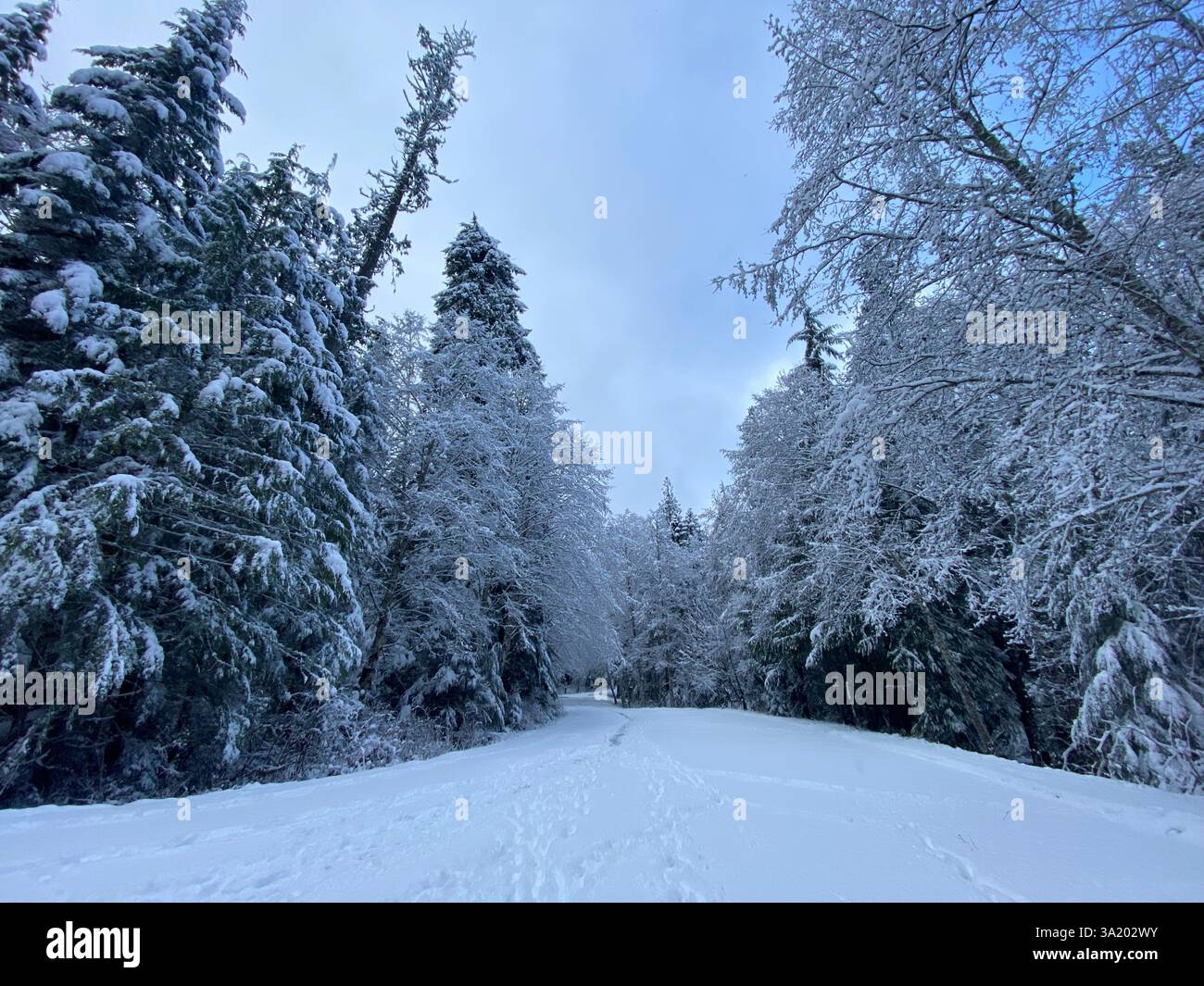 The First Snow in Olympic National Park - Smartphone Captured Stock Image