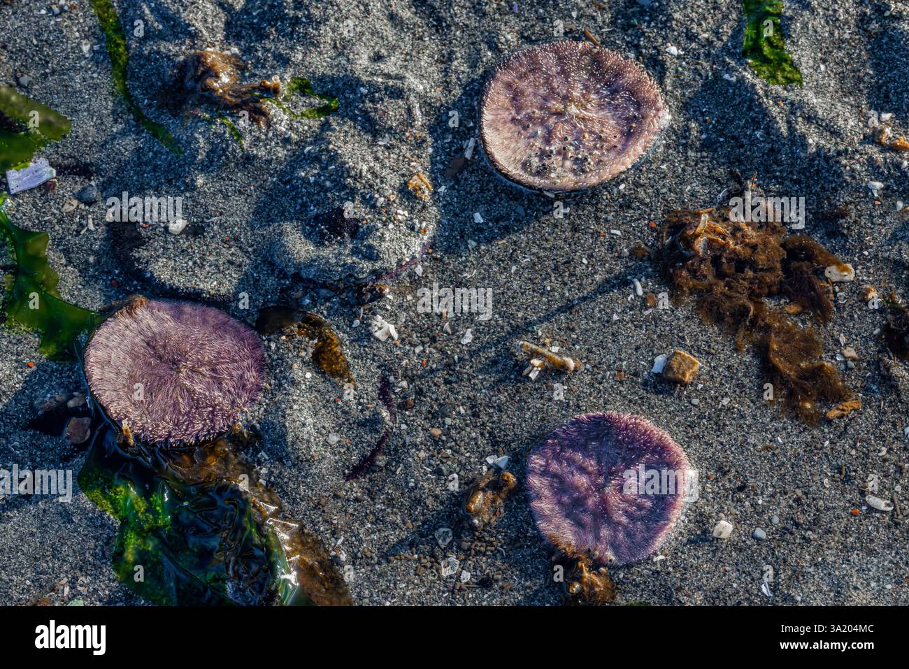 Eccentric Sand Dollar, Dendraster excentricus, many buried in sand off ...