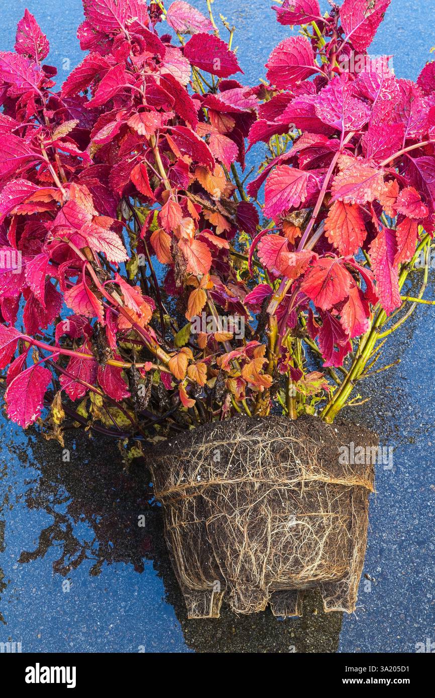 Coleus autumn container hi-res stock photography and images - Alamy