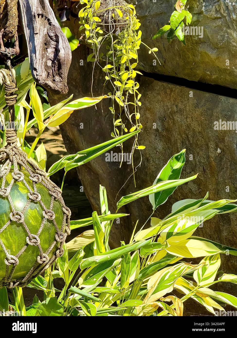 Hanging Green Glass Float Wrapped in a Rope Net 2 A green glass float encased in a rope net, hanging from a weathered piece of wood. Surrounded by tro - Smartphone Captured Stock Image