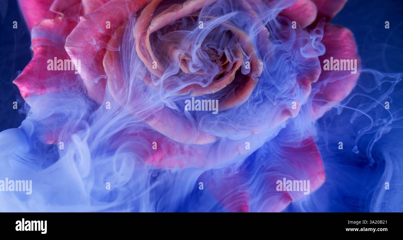 Splash rose flower. Smoke texture. Defocused blue pink red color plant ...