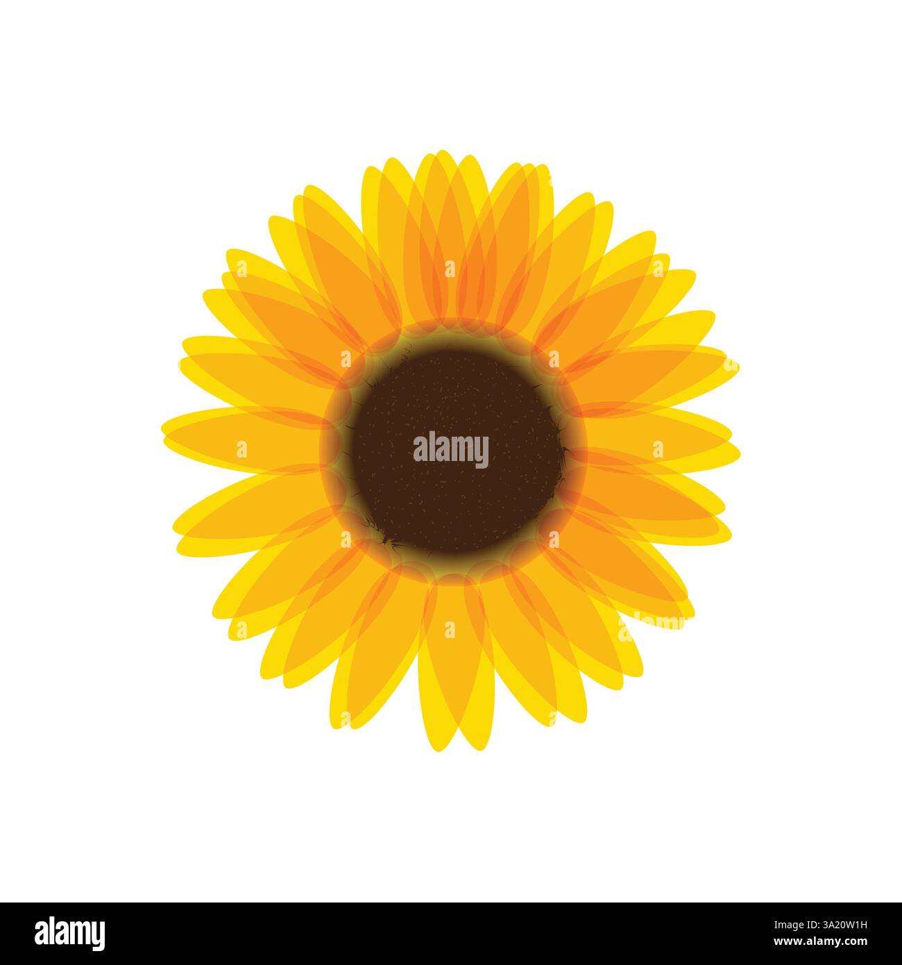 sunflower vector isolated on white background Stock Vector
