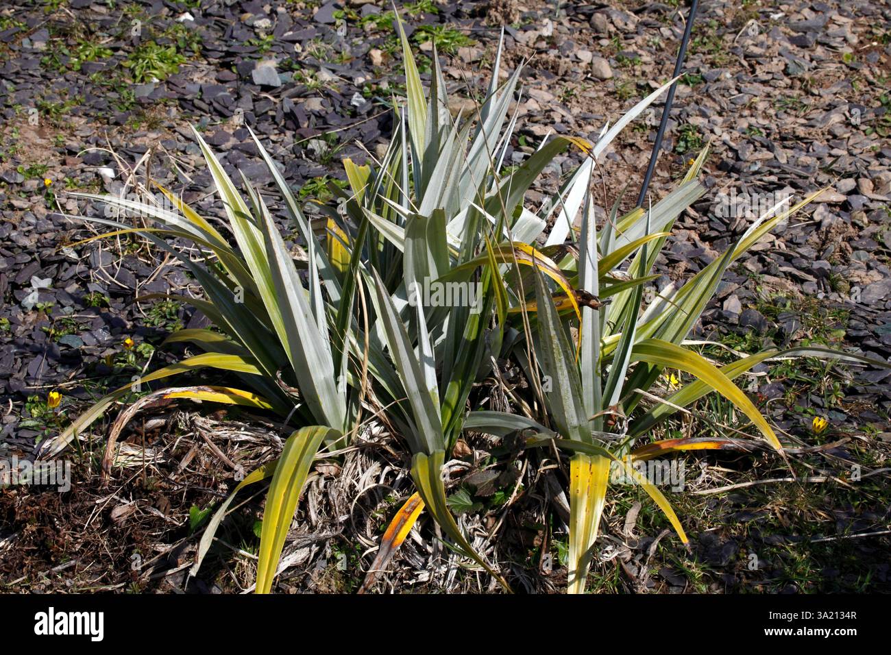 Astelia grandis Stock Photo