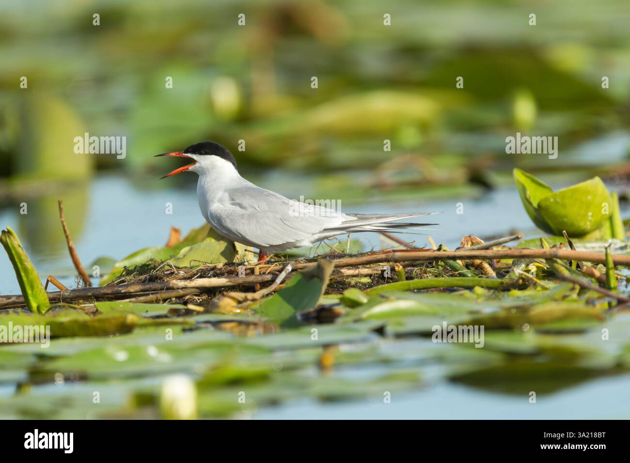 Common tern (Sterna hirundo) adult with beak open while standing on a nest raft made from surrounding vegetation - Stock Image