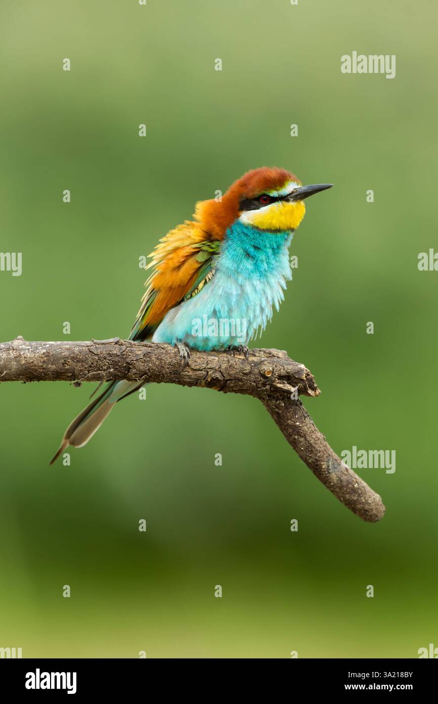 European bee-eater (Merops apiaster) adult perched on an old branch, in full breeding plumage with feathers ruffled, set against a green background - Stock Image