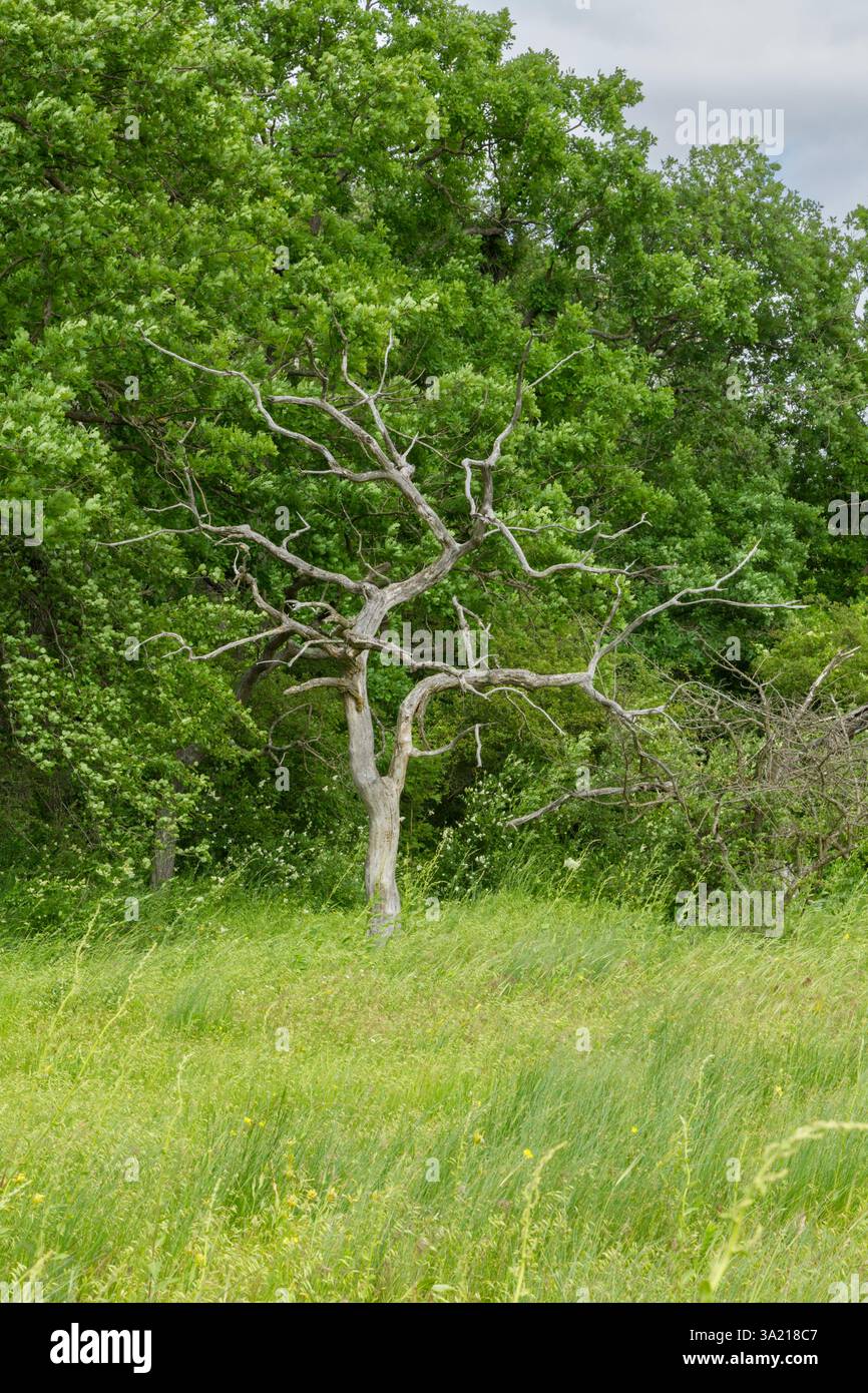 Trees and vegetation of the Letea Forest nature reserve, a foundation of the Danube Delta biosphere reserve, a world heritage site, Romania - Stock Image