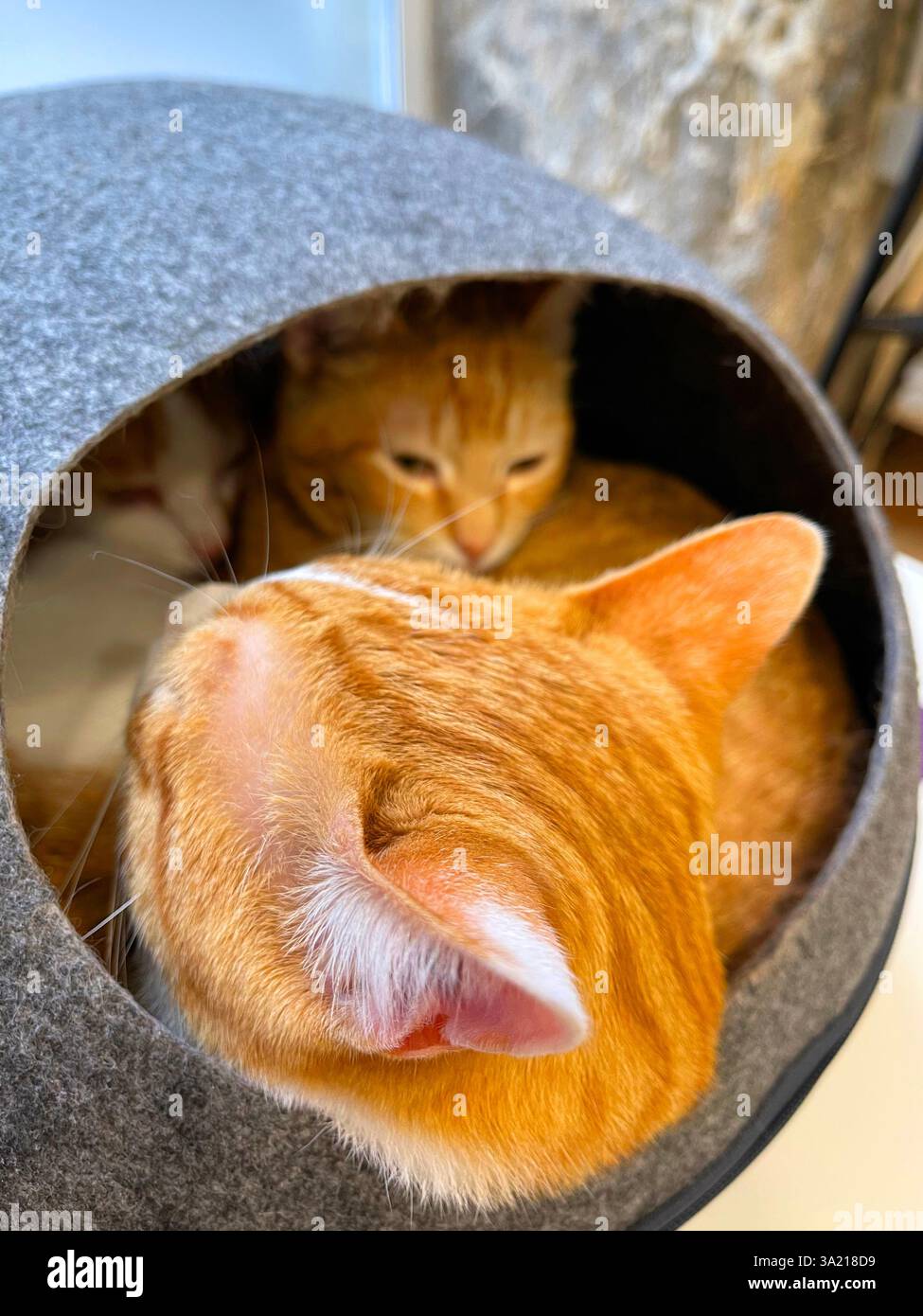 Three cats in a hide. - Smartphone Captured Stock Image