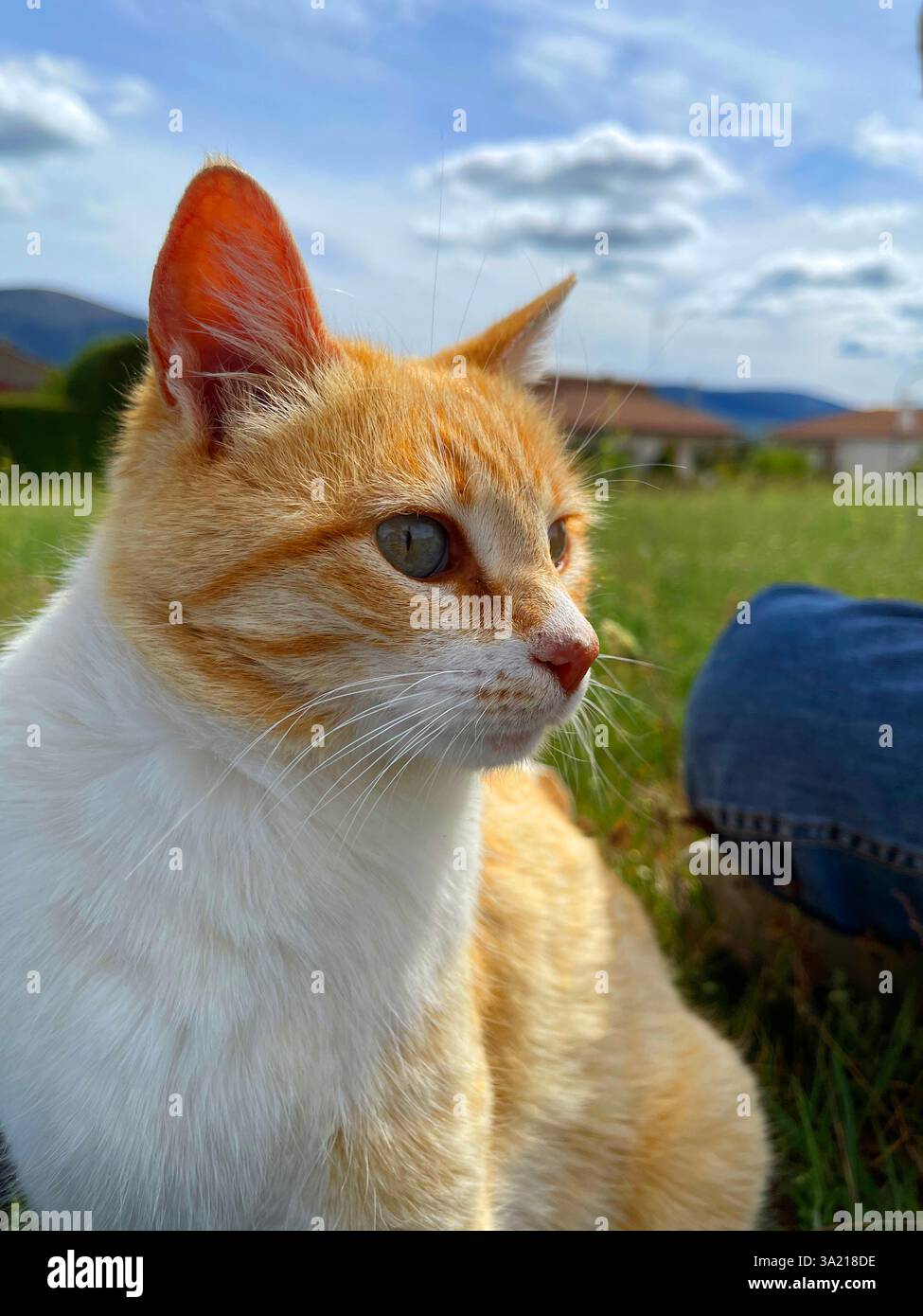 Tabby and white cat in the countryside. - Smartphone Captured Stock Image