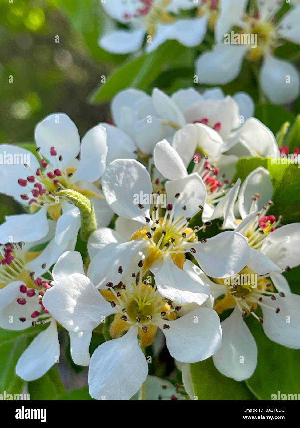 White flowers. - Smartphone Captured Stock Image