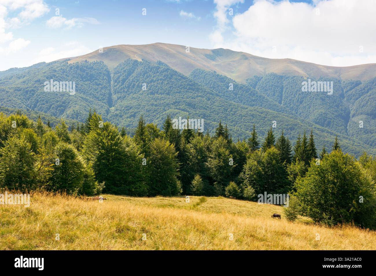 carpathian mountain landscape in late summer. beautiful nature with beech forest on the hill behind the grassy meadow. outdoor adventure. apetska moun Stock Photo