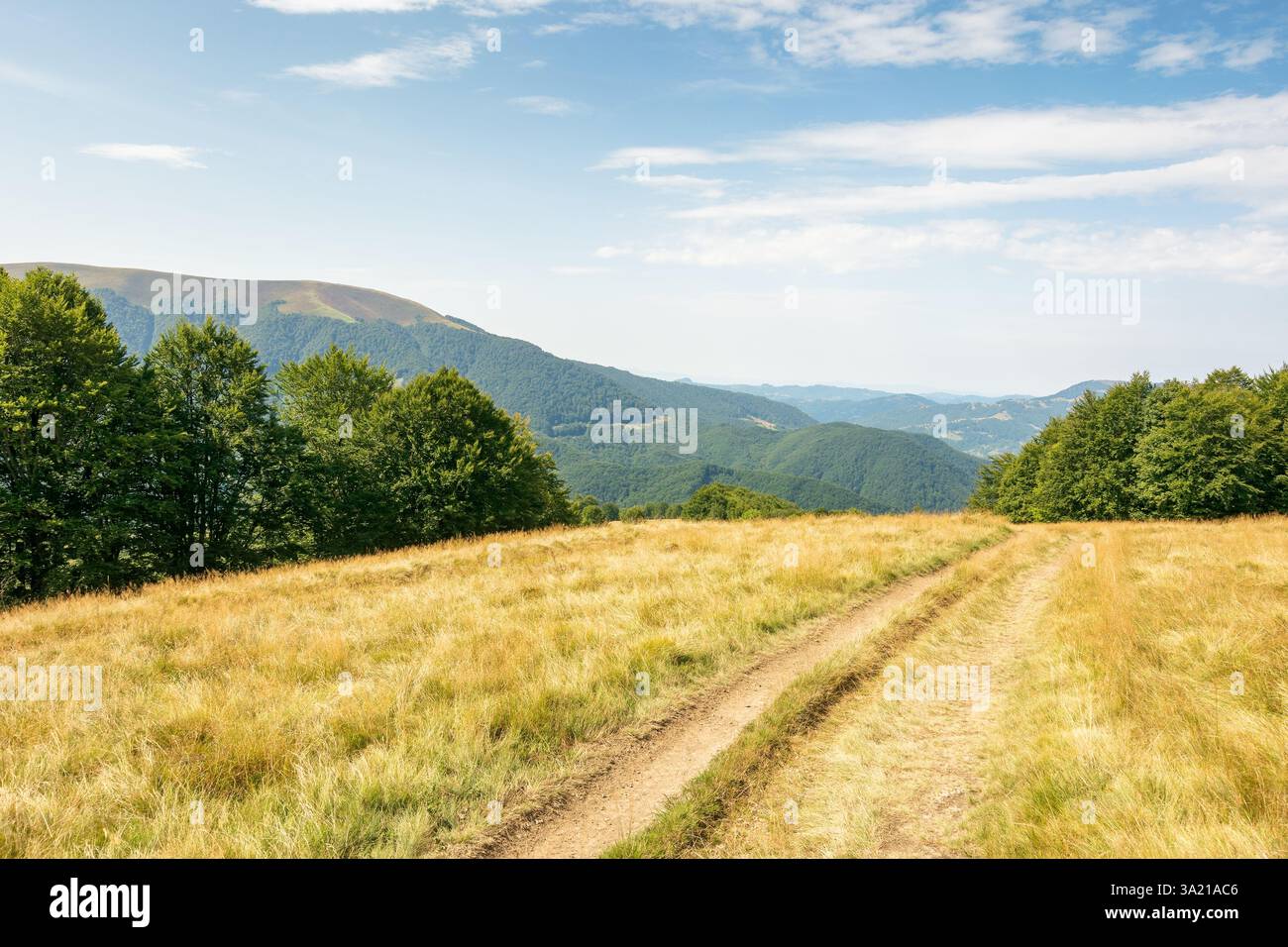 carpathian mountain landscape in late summer. background for hiking and travel. beautiful nature with beech forest on the hill behind the grassy meado Stock Photo