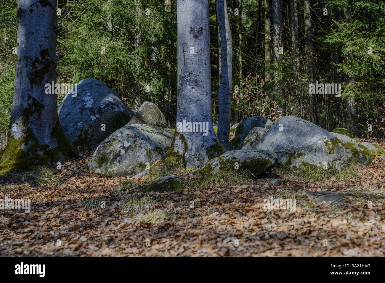 Large Rocks Forest Large rocks and foliage on the forest floor in the light of tall ...