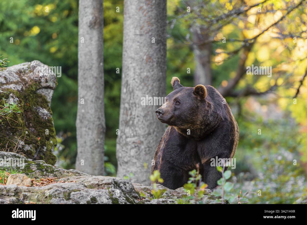One male eurasian brown bear (Ursus arctos arctos) walks through a ...