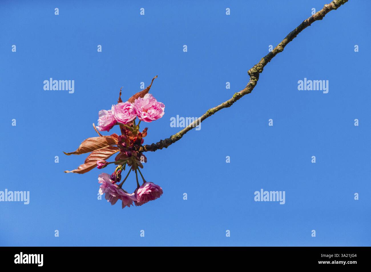 12 Unrooted Japanese Flowering Cherry Tree Cuttings - 'Cultivar' For Rooting