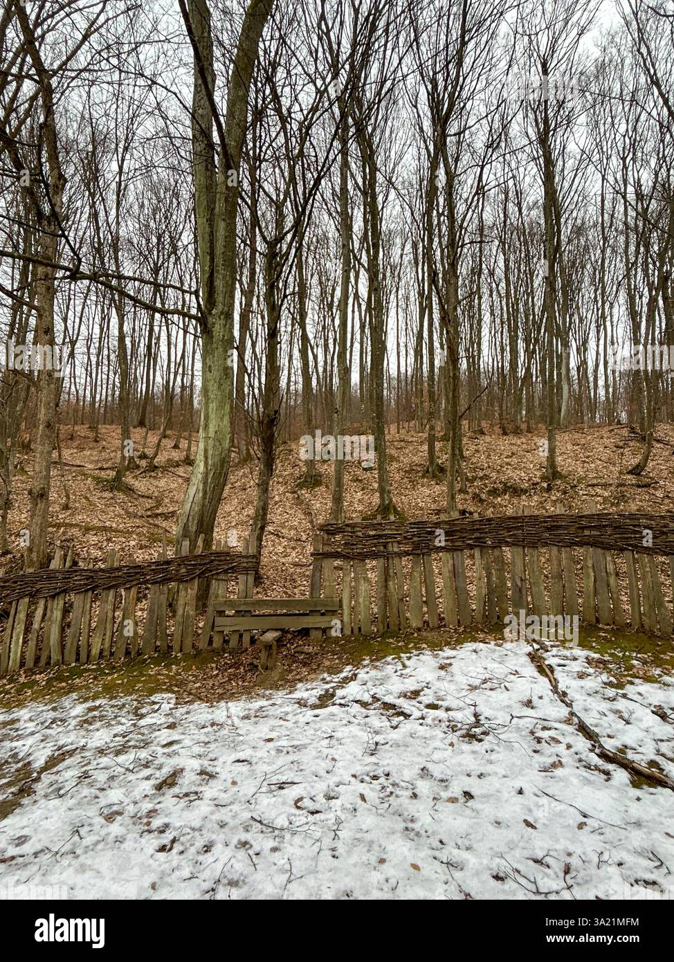 A serene winter forest blanketed in snow, with an old wooden fence weaving through the trees - Smartphone Captured Stock Image