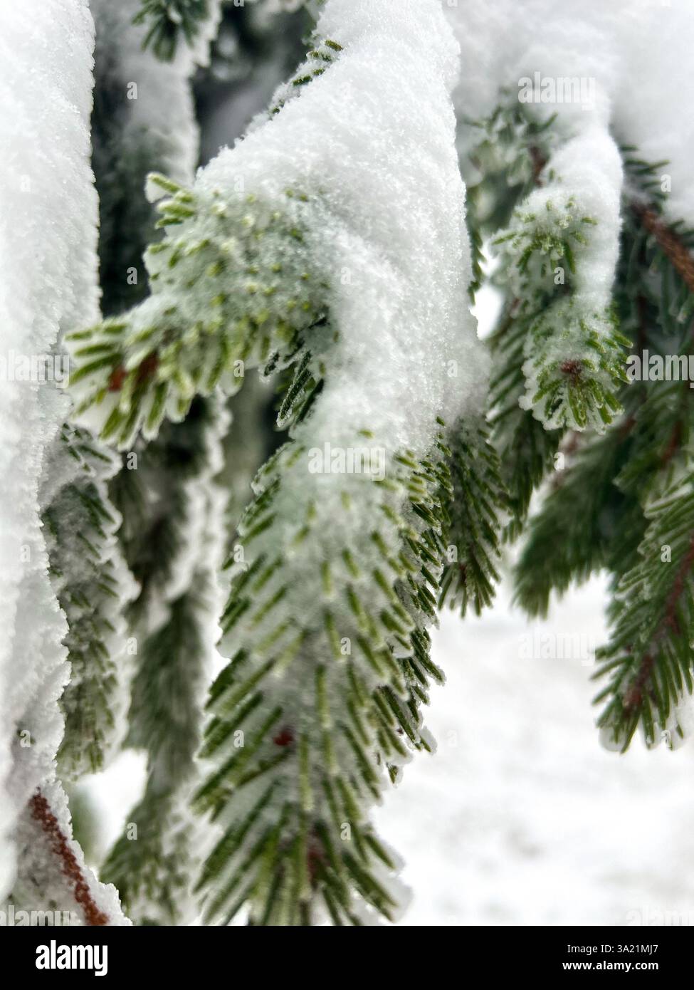 Delicate snowflakes rest on pine needles, capturing the essence of winter’s quiet beauty and frost-kissed nature - Smartphone Captured Stock Image