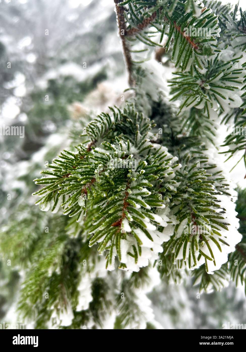 Delicate snowflakes rest on pine needles, capturing the essence of winter’s quiet beauty and frost-kissed nature - Smartphone Captured Stock Image