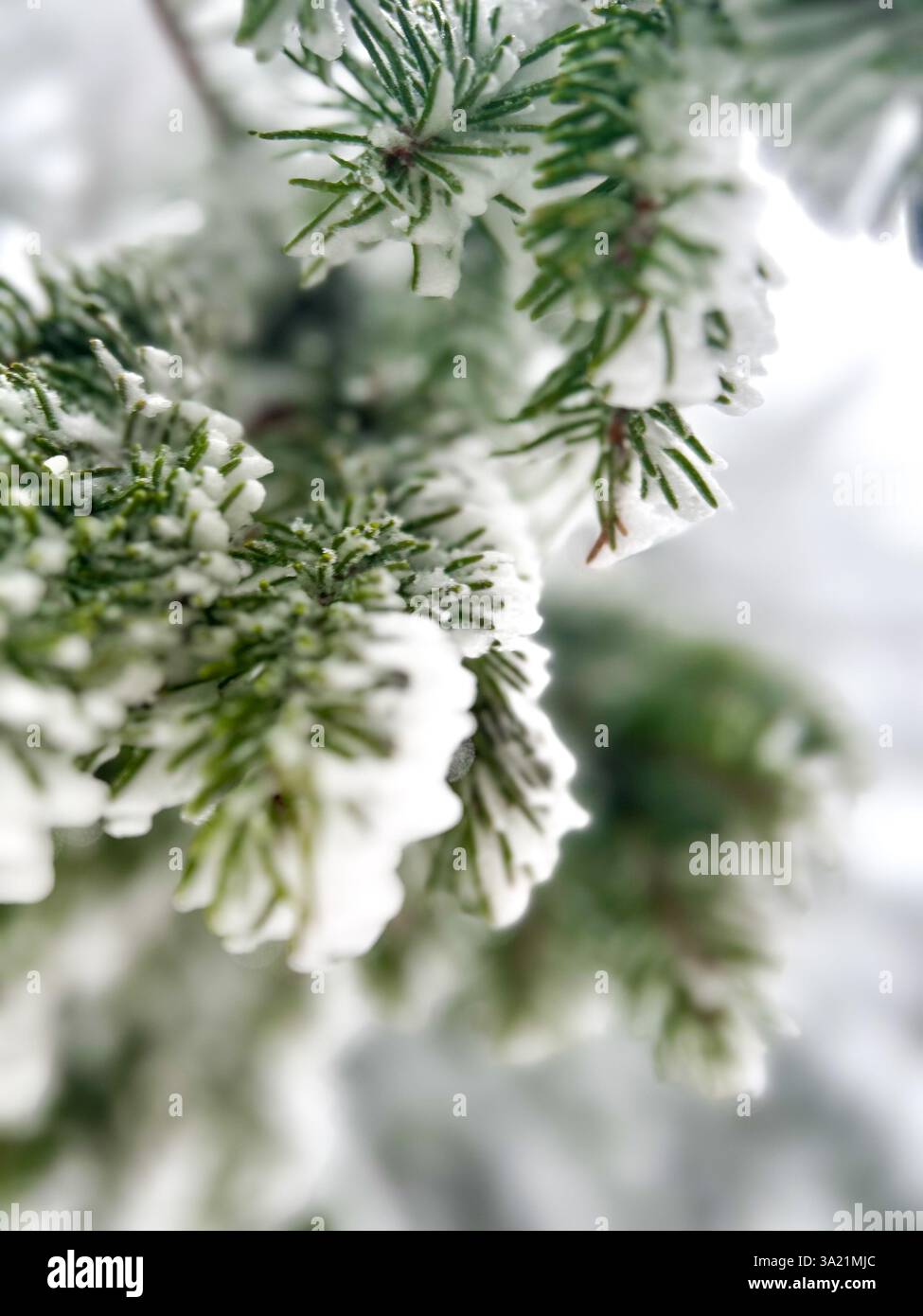Delicate snowflakes rest on pine needles, capturing the essence of winter’s quiet beauty and frost-kissed nature - Smartphone Captured Stock Image