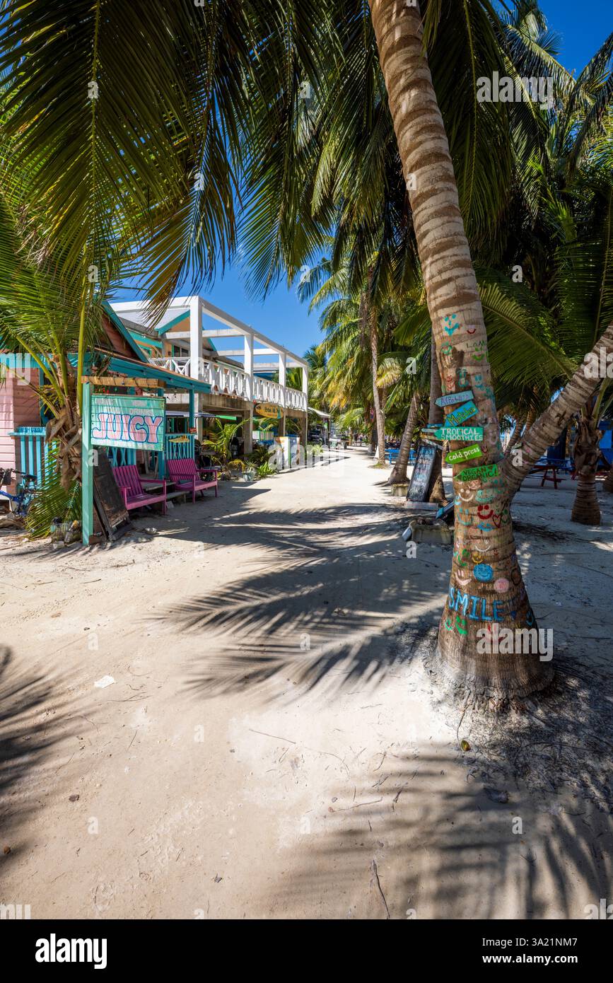 Through the Coconut Palms on Caye Caulker, Belize, Central America Stock Photo