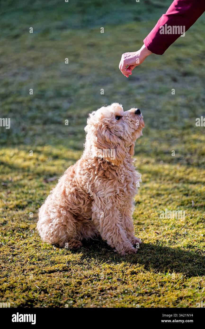 Spoodle dog hi-res stock photography and images - Page 2 - Alamy, image size:866x1390