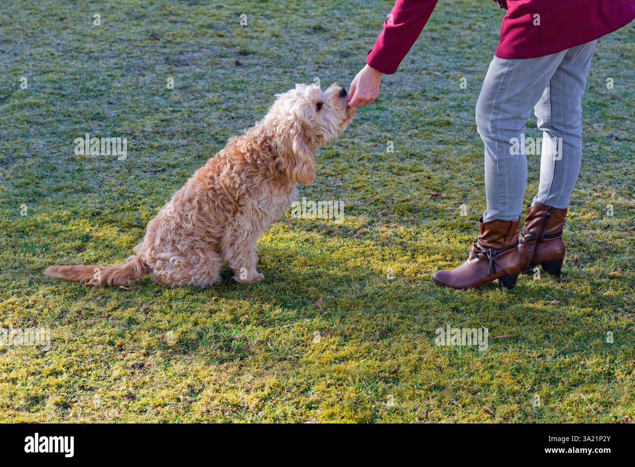 Hund und Mensch. Der Cockapoo Welpe bekommt sein Leckerchen. Siegsdorf ...