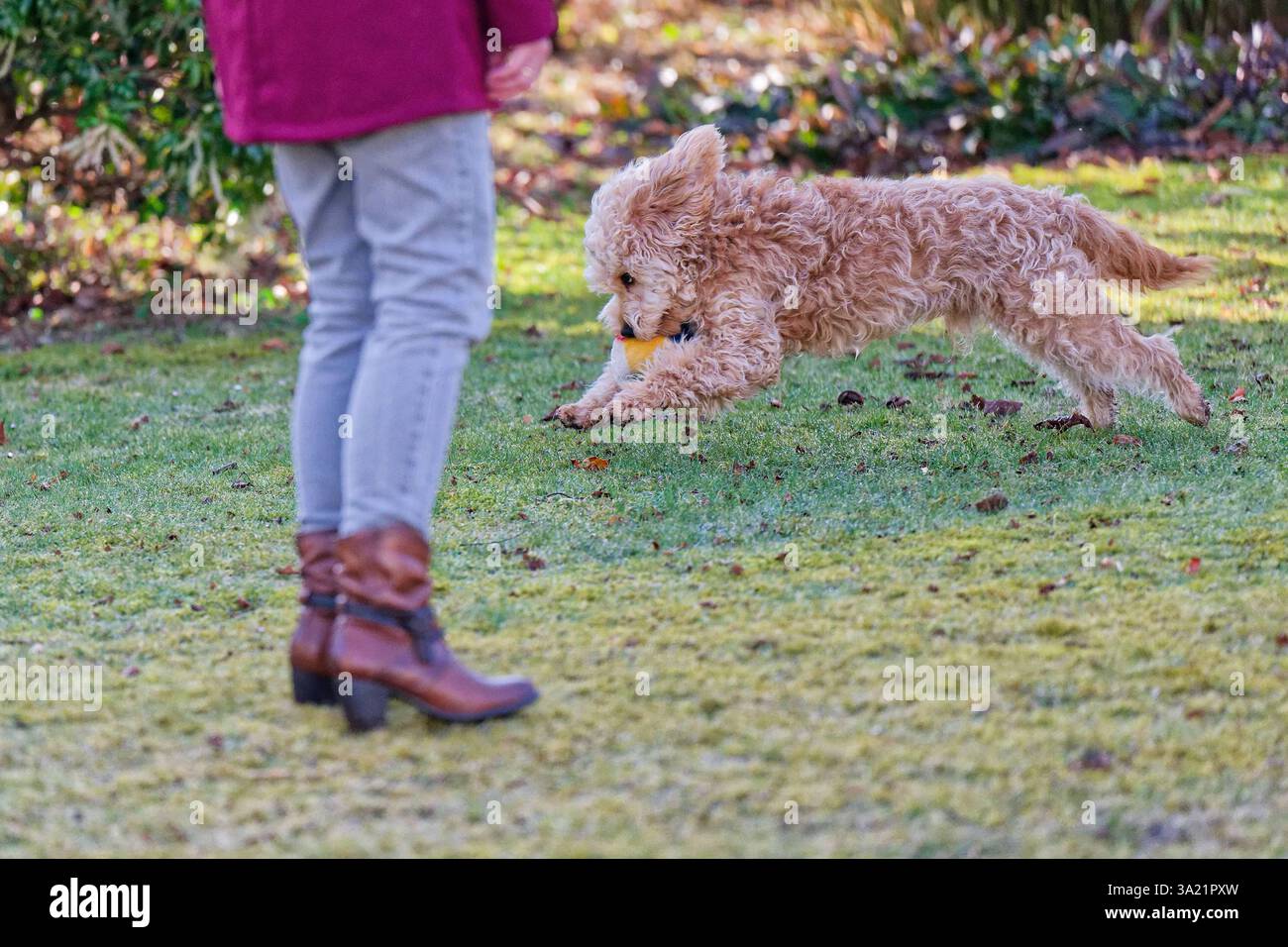 Los geht das Lieblingsspiel. Der Cockapoo Welpe und sein Ball ...