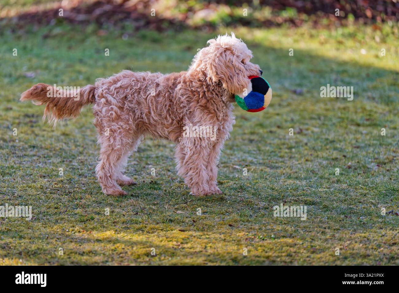 Los geht das Lieblingsspiel. Der Cockapoo Welpe und sein Ball ...