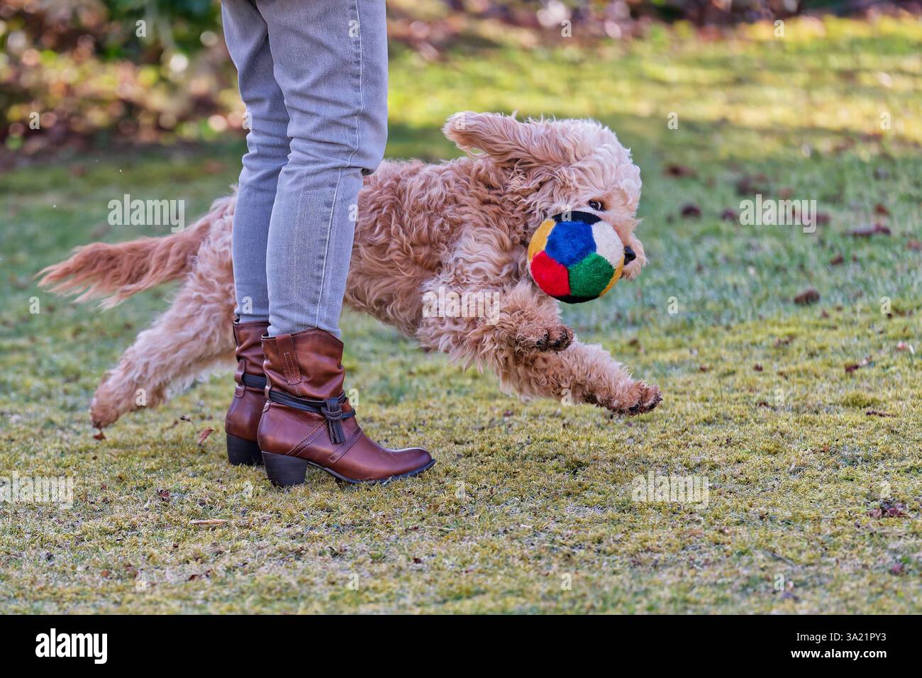 Los geht das Lieblingsspiel. Der Cockapoo Welpe und sein Ball ...