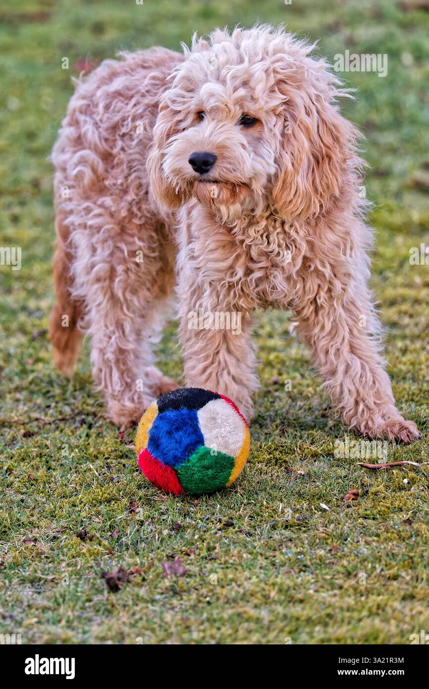 Los geht das Lieblingsspiel. Der Cockapoo Welpe und sein Ball ...