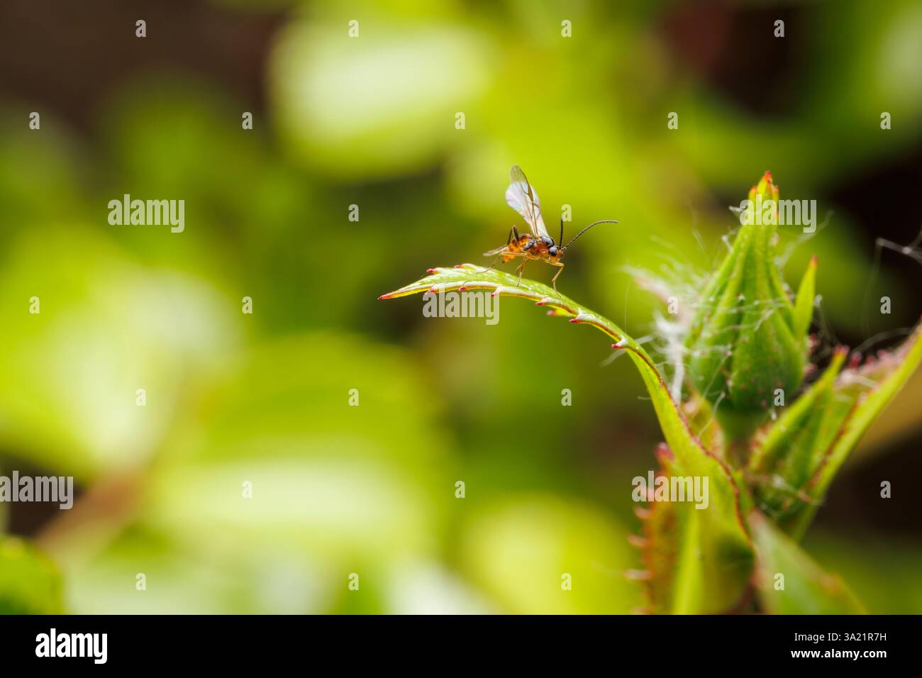 Macro view of a parasitoid wasp on a bud leaf in a garden Stock Photo ...