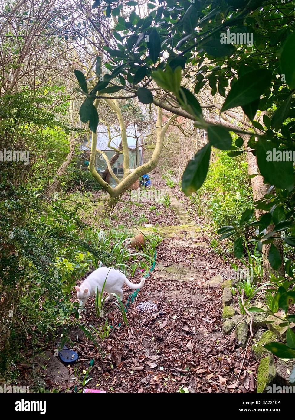 Northampton Northamptonshire England UK British park town Racecourse cat white grass friendly place rundown old path tree trees building - Smartphone Captured Stock Image