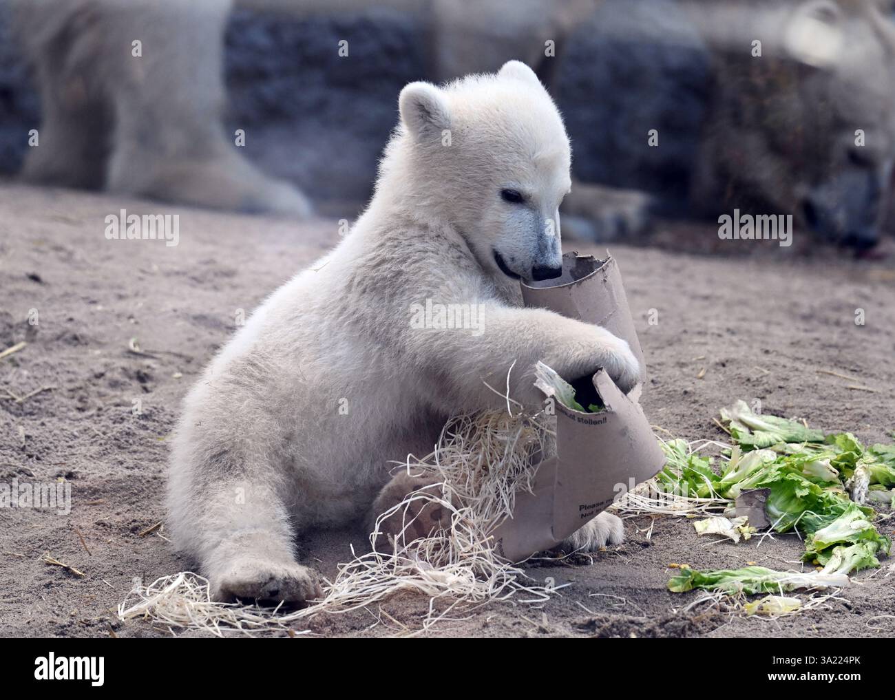 Cub Germany Karlsruhe, Germany. 11th Mar, 2025. Mika, the polar bear cub born at ...