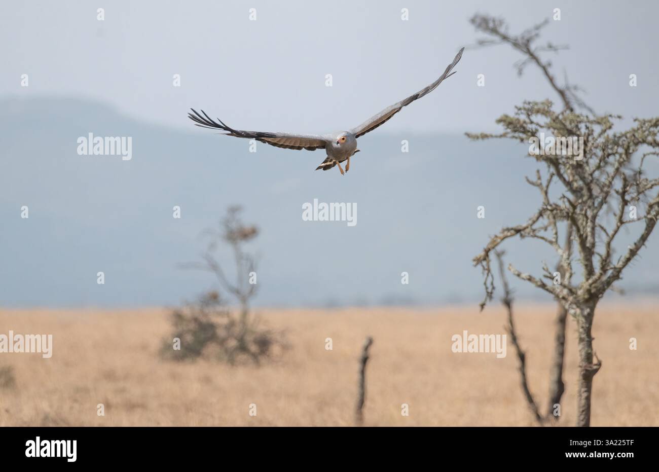 African harrier hawk polyboroides typus adult hi-res stock photography ...