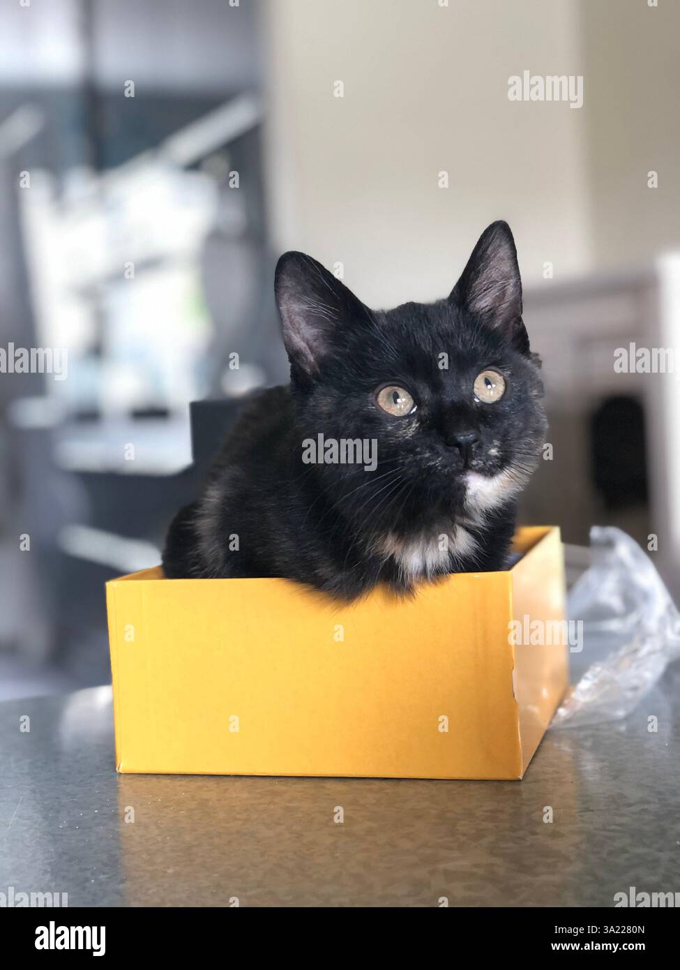 Black kitten in a yellow box hi-res stock photography and images - Alamy