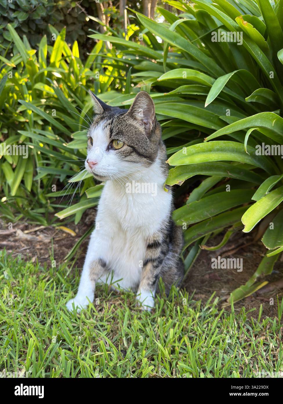 Curious cat nestled among garden greenery - Smartphone Captured Stock Image